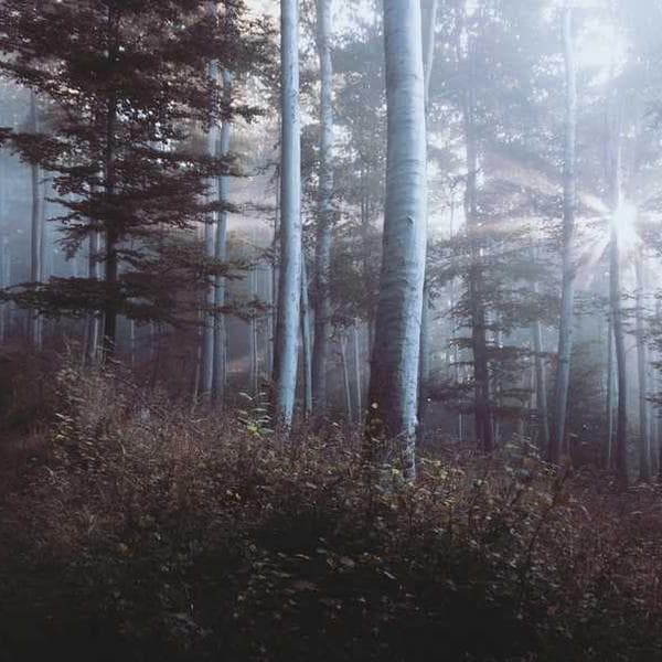 Plan de Gestión Integral 360° de Redes Sociales